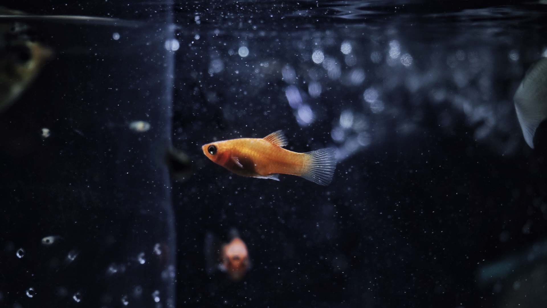 Orange and White Fish in Water. Wallpaper in 1920x1080 Resolution