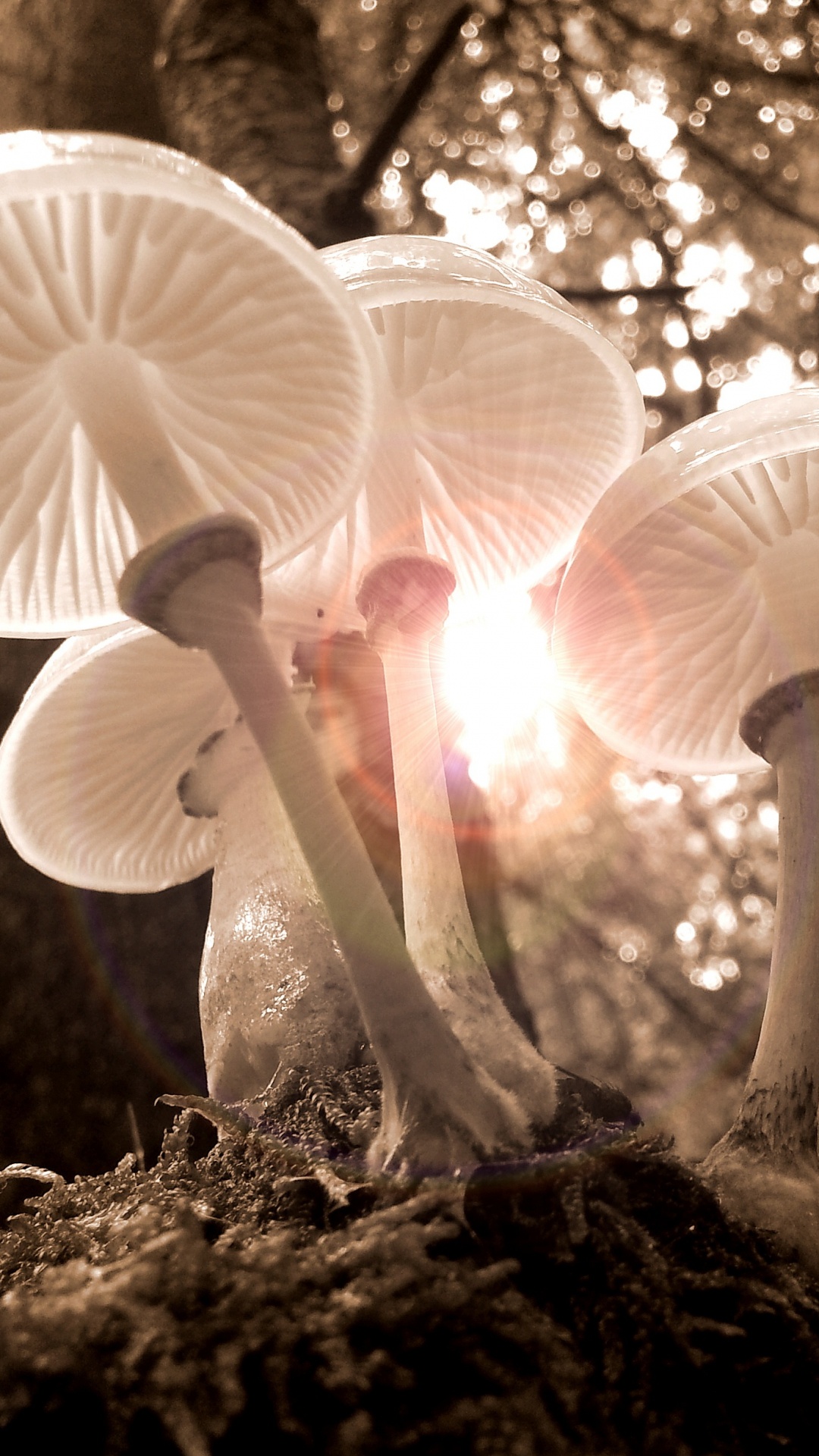 Champignons Blancs Sur Sol Brun. Wallpaper in 1080x1920 Resolution