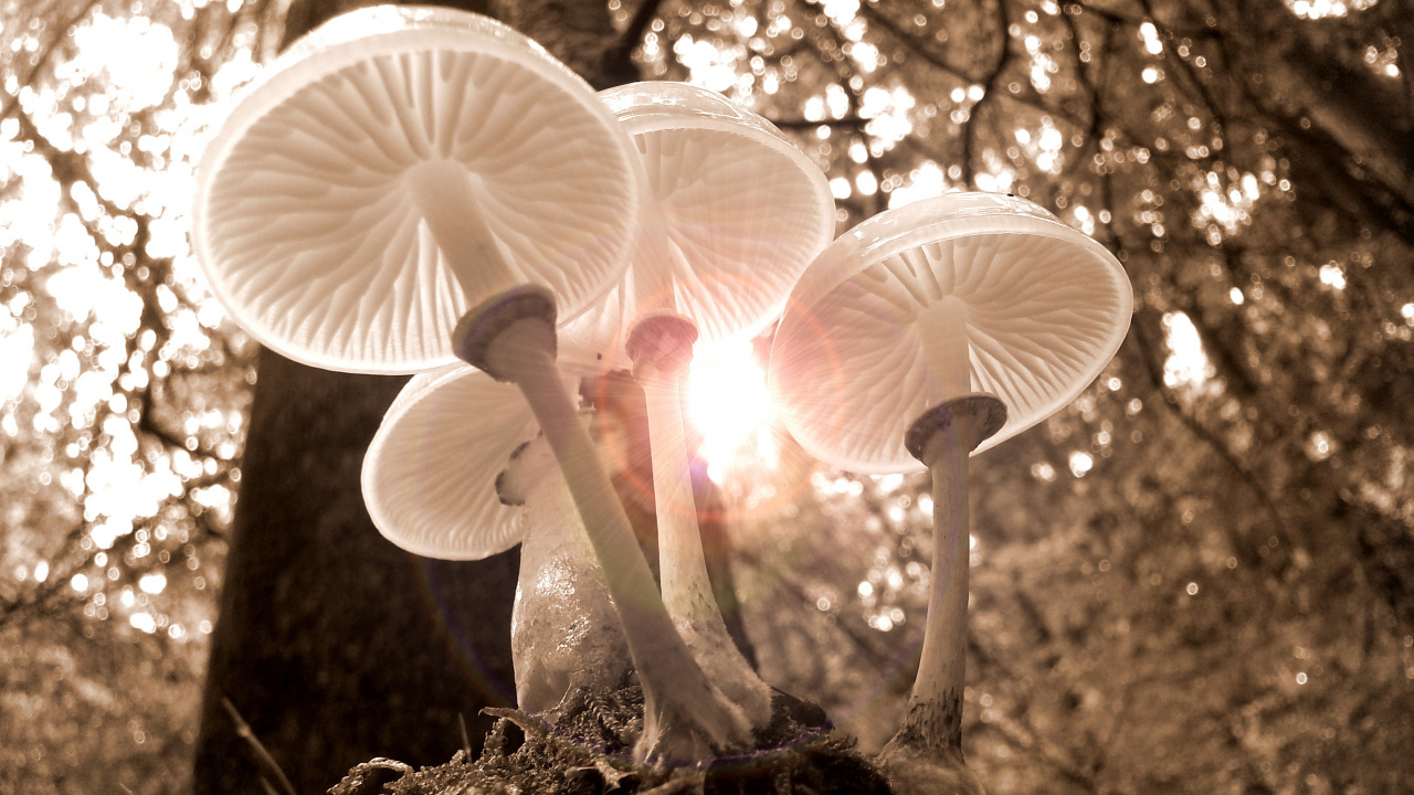 Champignons Blancs Sur Sol Brun. Wallpaper in 1280x720 Resolution