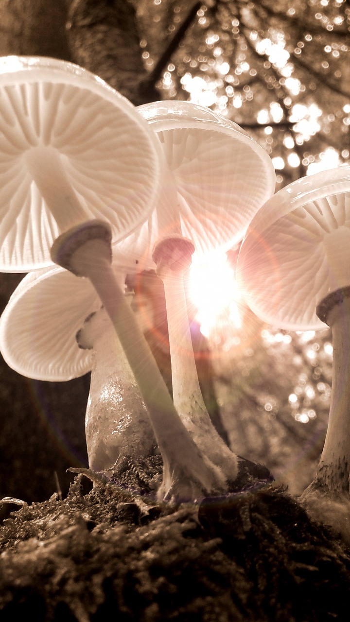 Champignons Blancs Sur Sol Brun. Wallpaper in 720x1280 Resolution