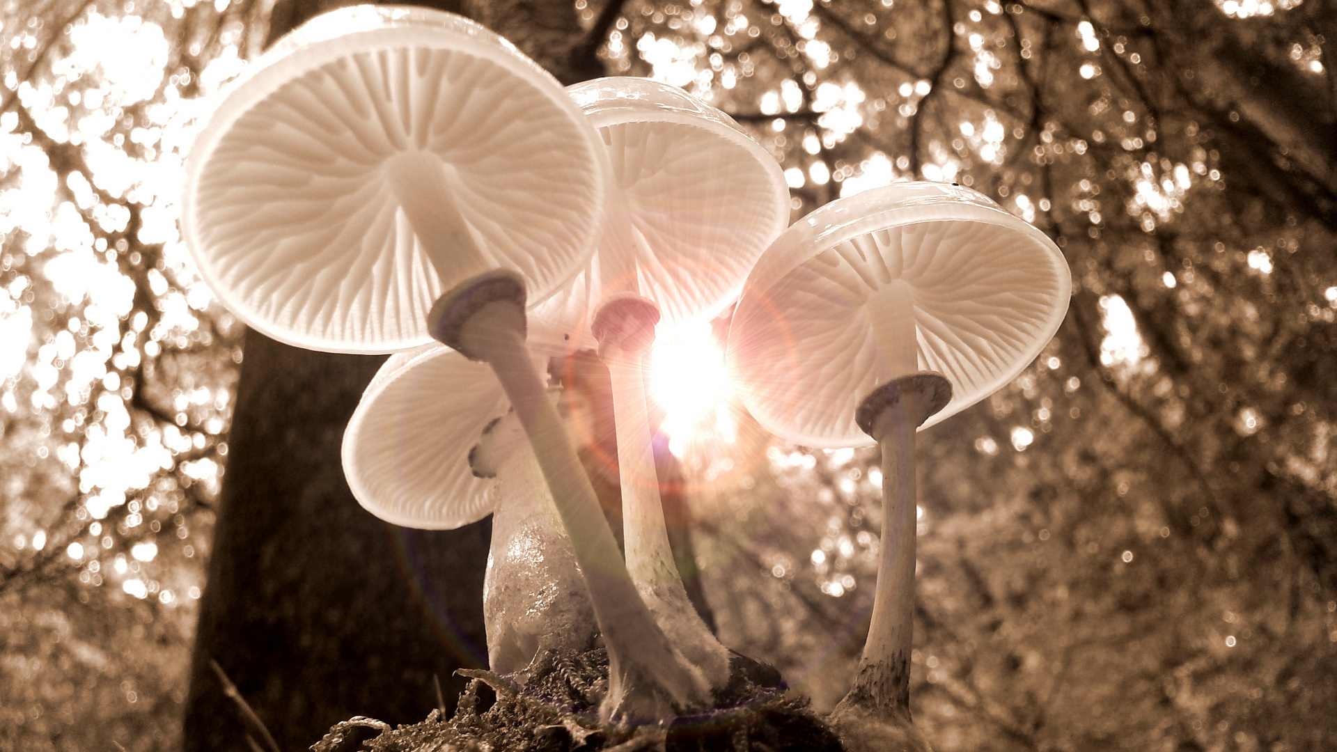 White Mushrooms on Brown Soil. Wallpaper in 1920x1080 Resolution