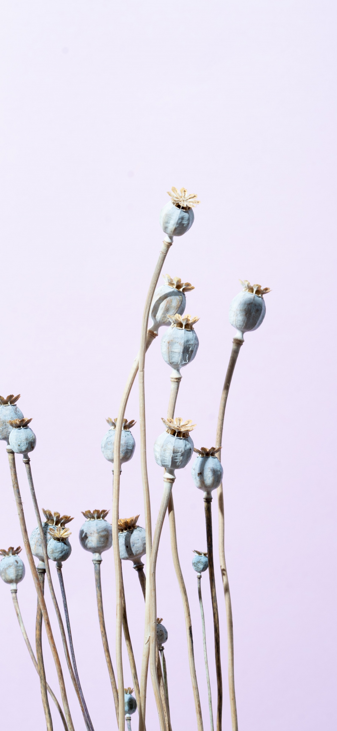 White Flowers With Brown Stem. Wallpaper in 1125x2436 Resolution