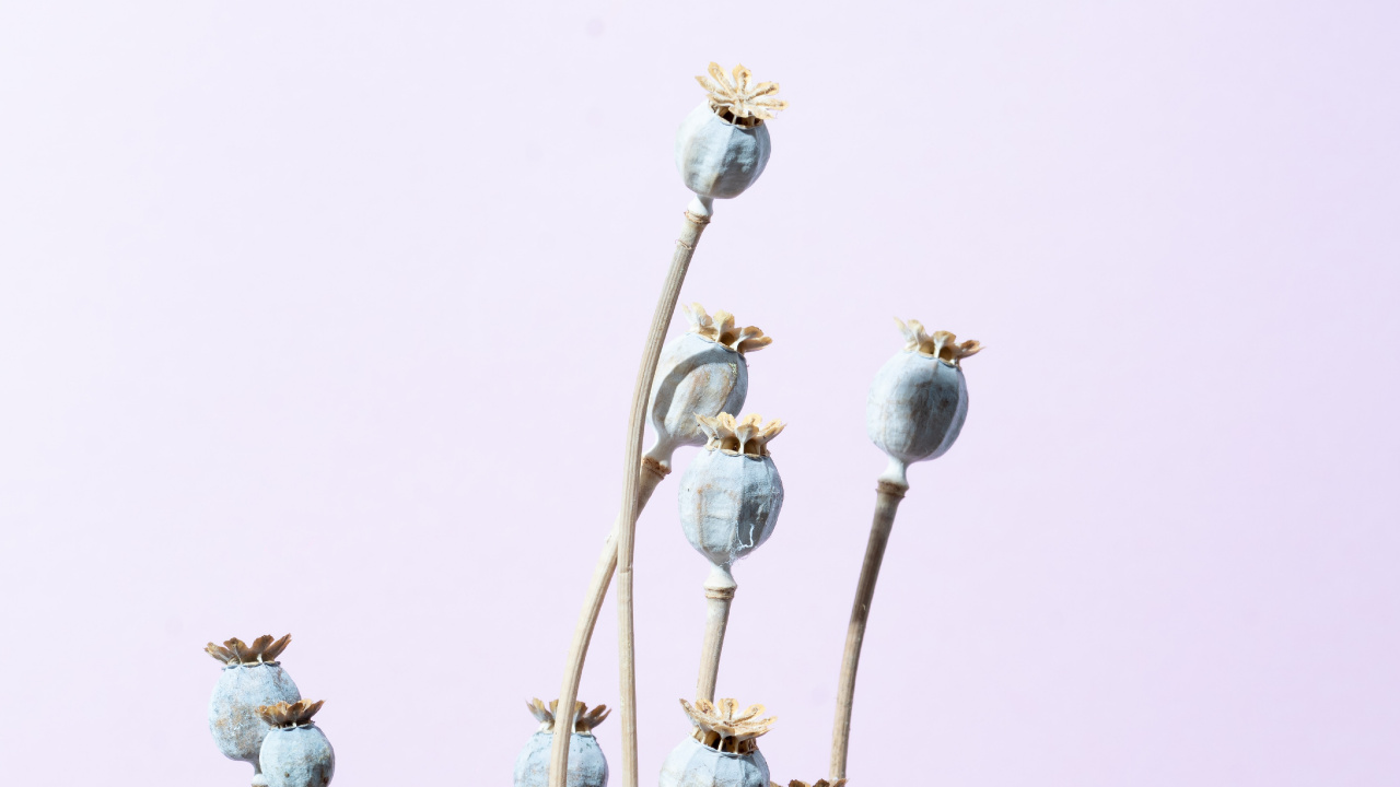 White Flowers With Brown Stem. Wallpaper in 1280x720 Resolution