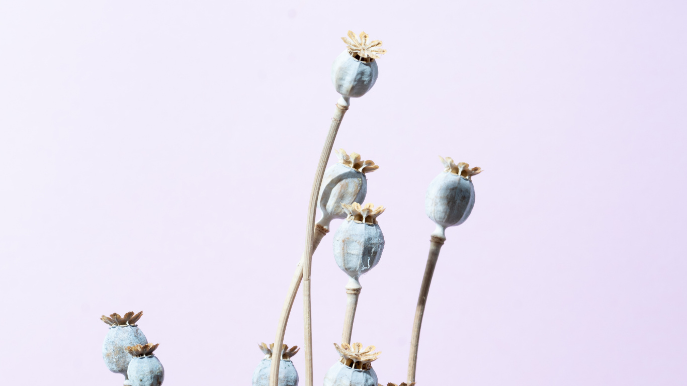 White Flowers With Brown Stem. Wallpaper in 1366x768 Resolution