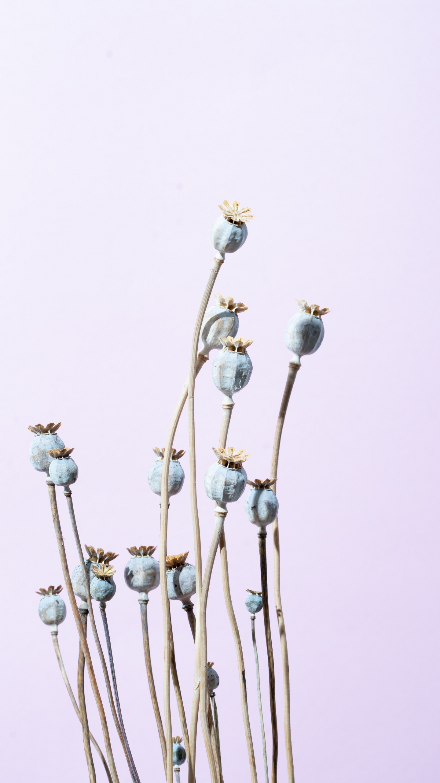 White Flowers With Brown Stem. Wallpaper in 1440x2560 Resolution