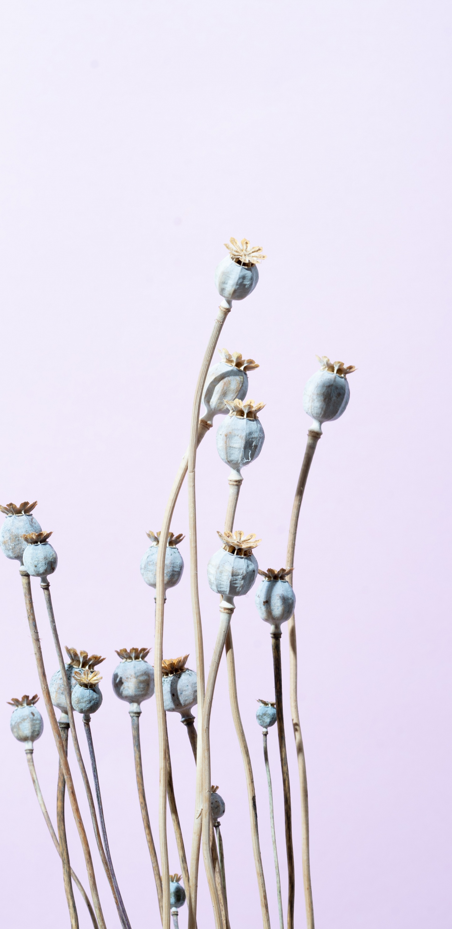 White Flowers With Brown Stem. Wallpaper in 1440x2960 Resolution