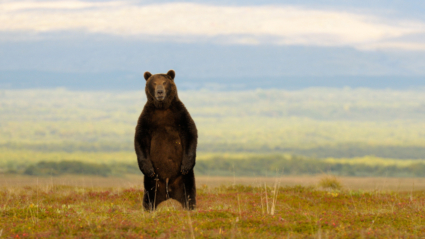 Brown Bear on Green Grass Field During Daytime. Wallpaper in 1366x768 Resolution