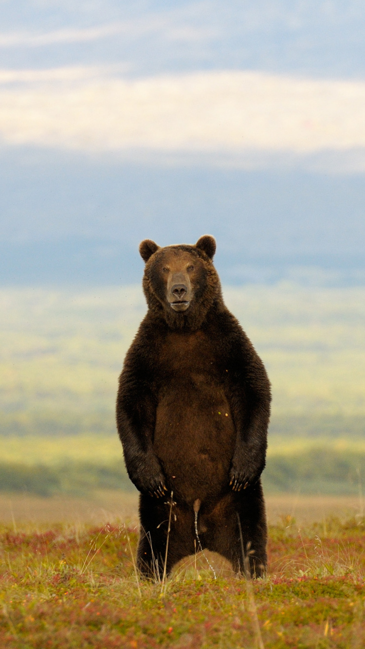 Brown Bear on Green Grass Field During Daytime. Wallpaper in 750x1334 Resolution