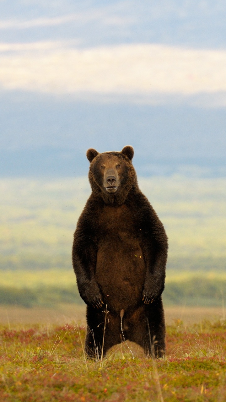 野生动物, 生态区, 灰熊, 棕熊, 草原 壁纸 720x1280 允许