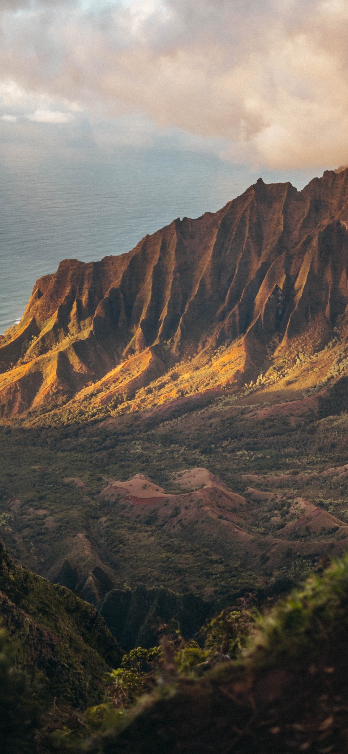 2020, Juli, August, Cloud, Pflanzen-Gemeinschaft. Wallpaper in 1125x2436 Resolution