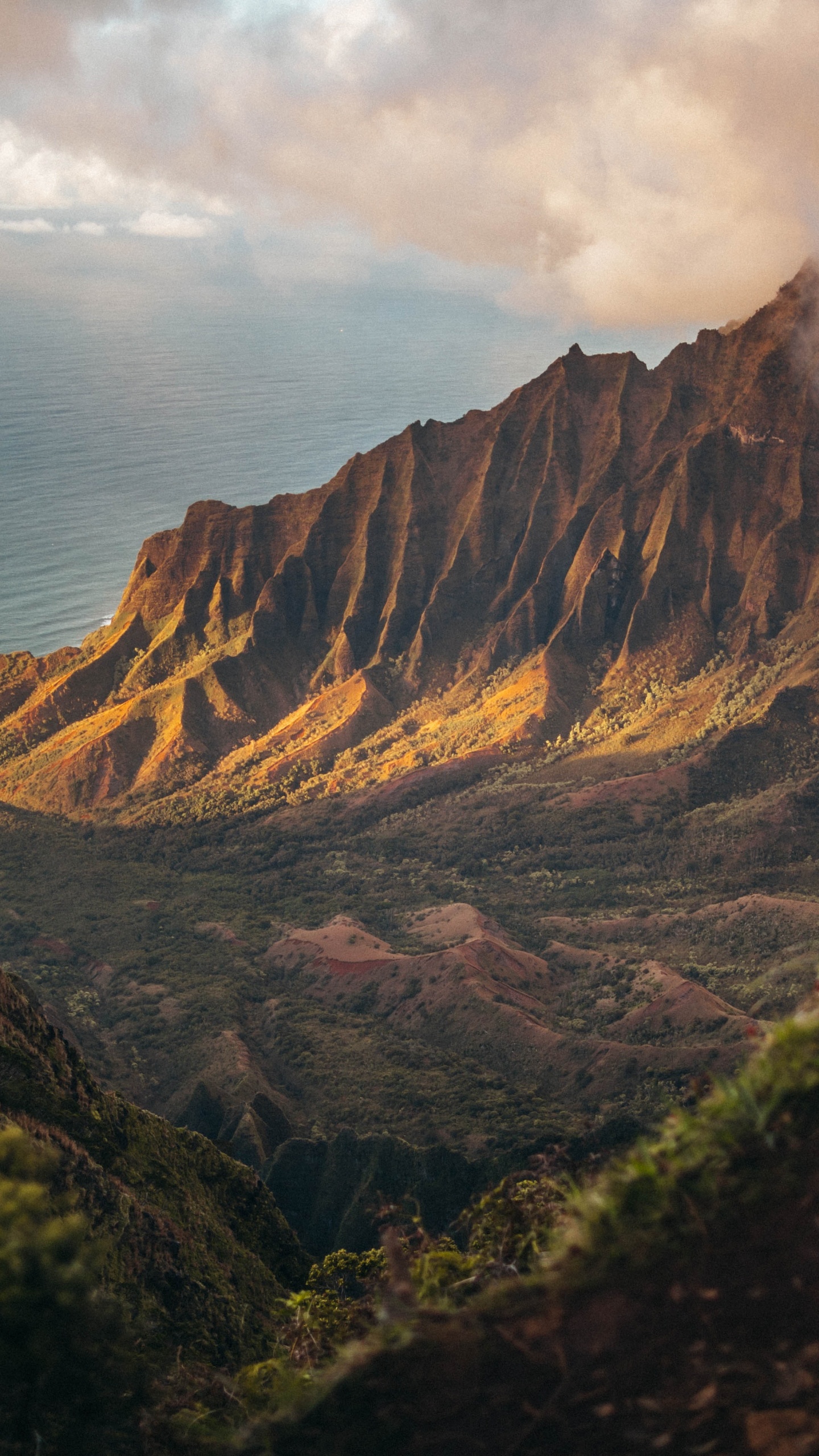 2020, Juli, August, Cloud, Pflanzen-Gemeinschaft. Wallpaper in 1440x2560 Resolution