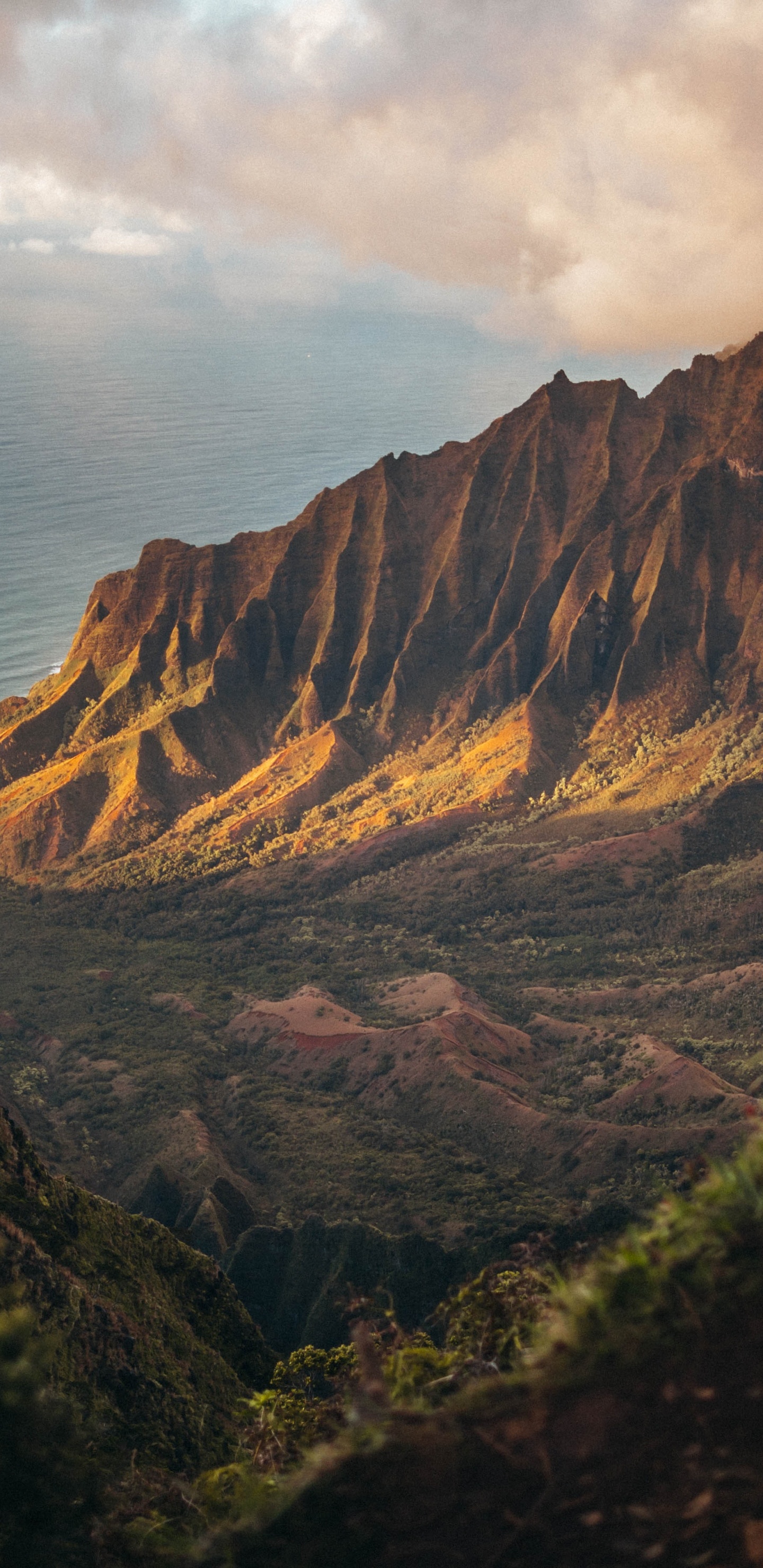 2020, Juli, August, Cloud, Pflanzen-Gemeinschaft. Wallpaper in 1440x2960 Resolution