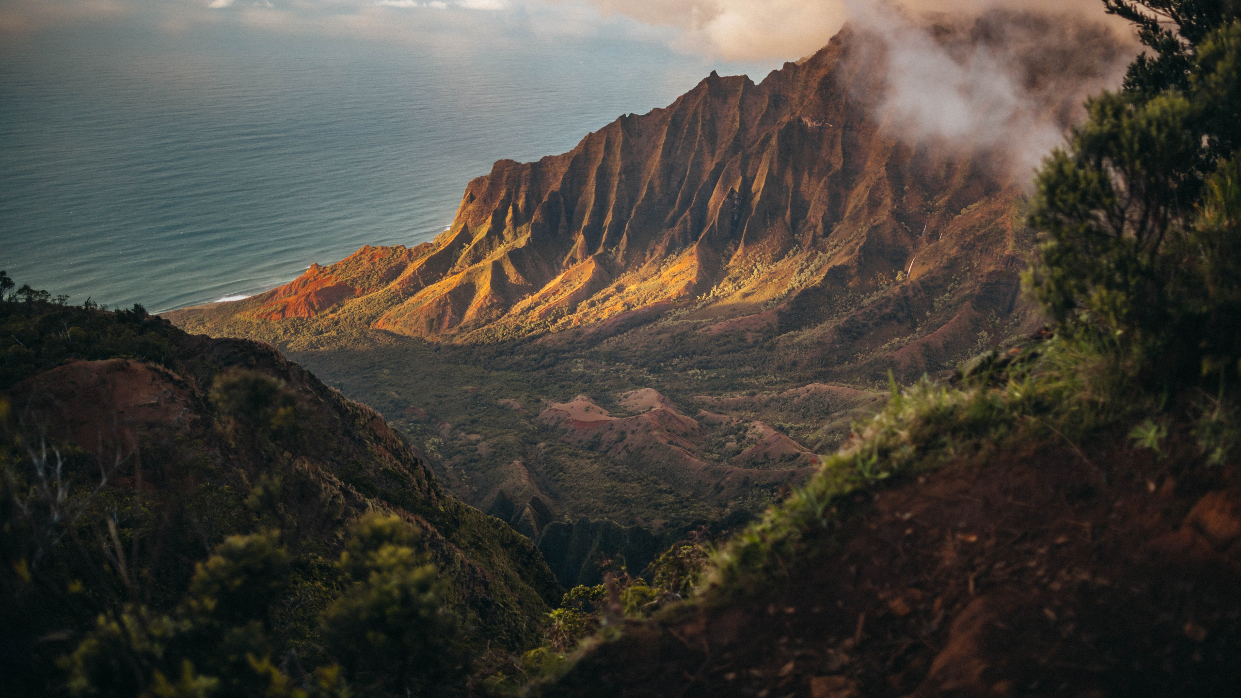 2020, Juli, August, Cloud, Pflanzen-Gemeinschaft. Wallpaper in 2560x1440 Resolution