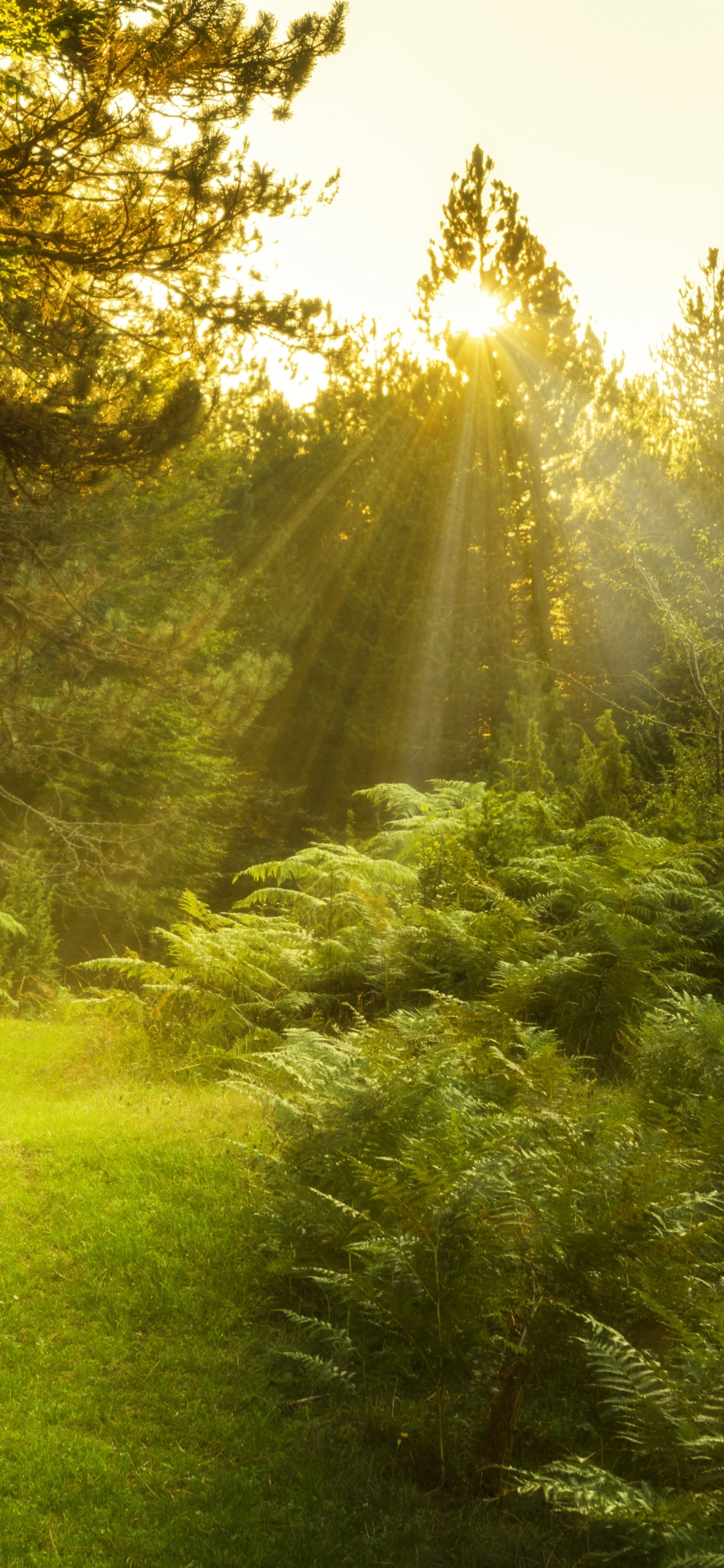 Campo de Hierba Verde Con Arboles. Wallpaper in 1125x2436 Resolution