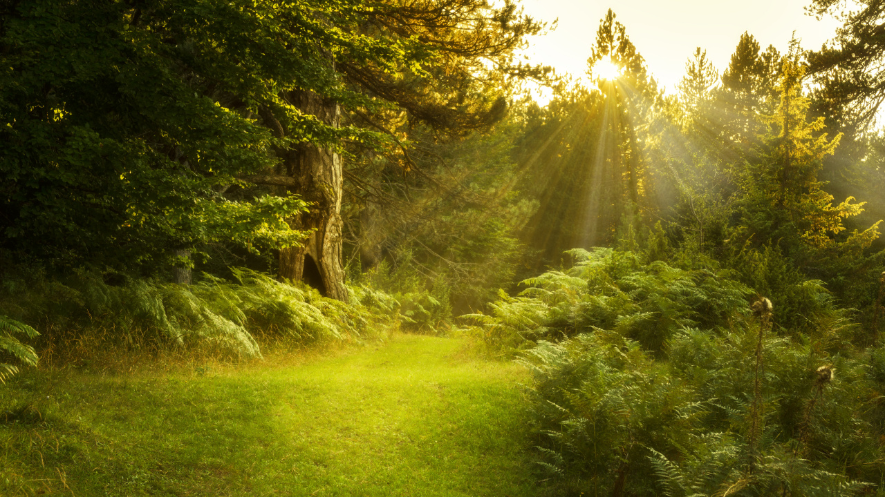 Campo de Hierba Verde Con Arboles. Wallpaper in 1280x720 Resolution