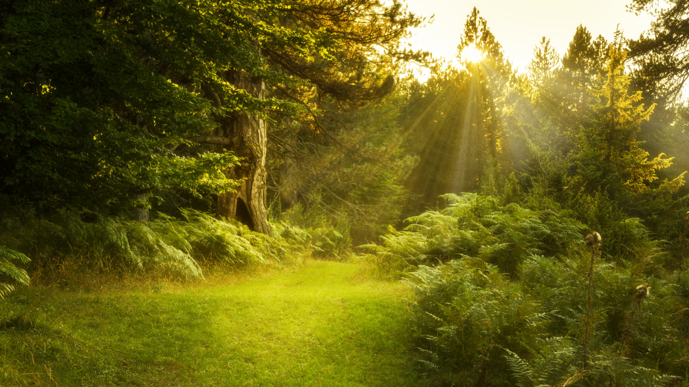 Campo de Hierba Verde Con Arboles. Wallpaper in 1366x768 Resolution