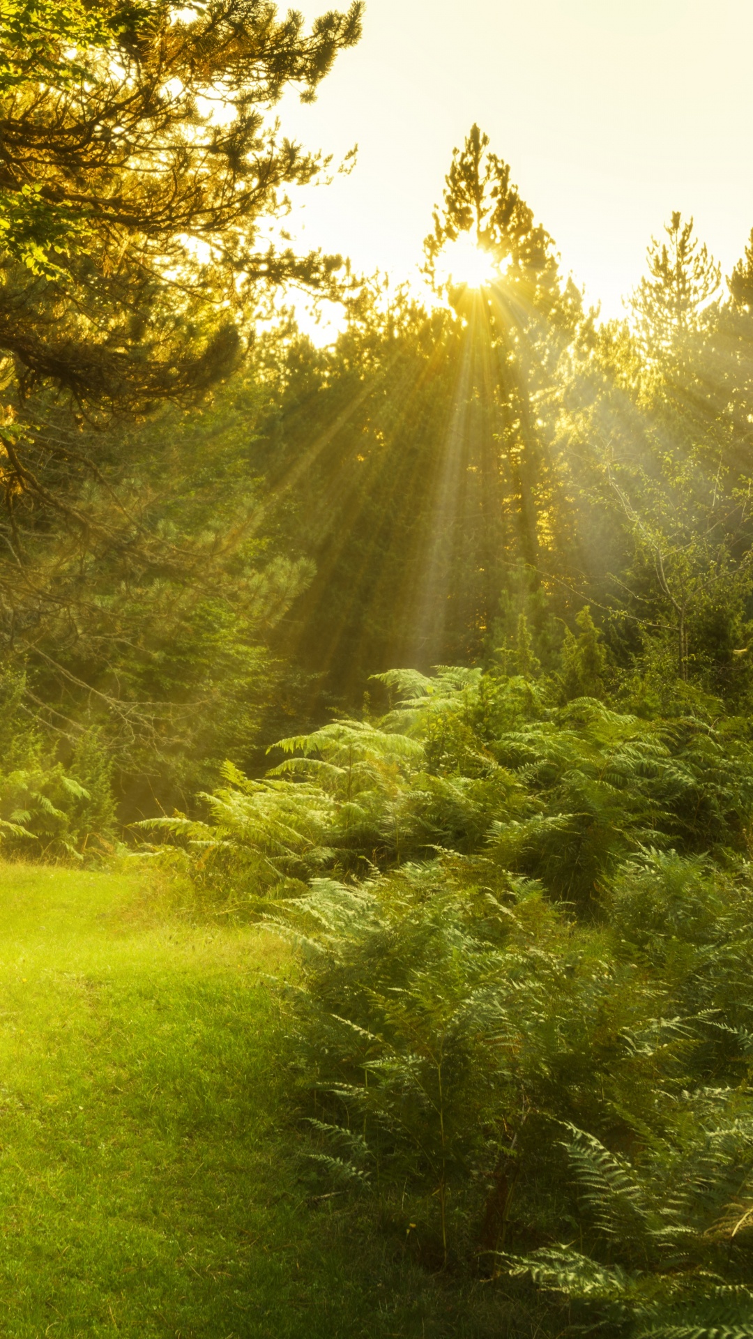 Green Grass Field With Trees. Wallpaper in 1080x1920 Resolution