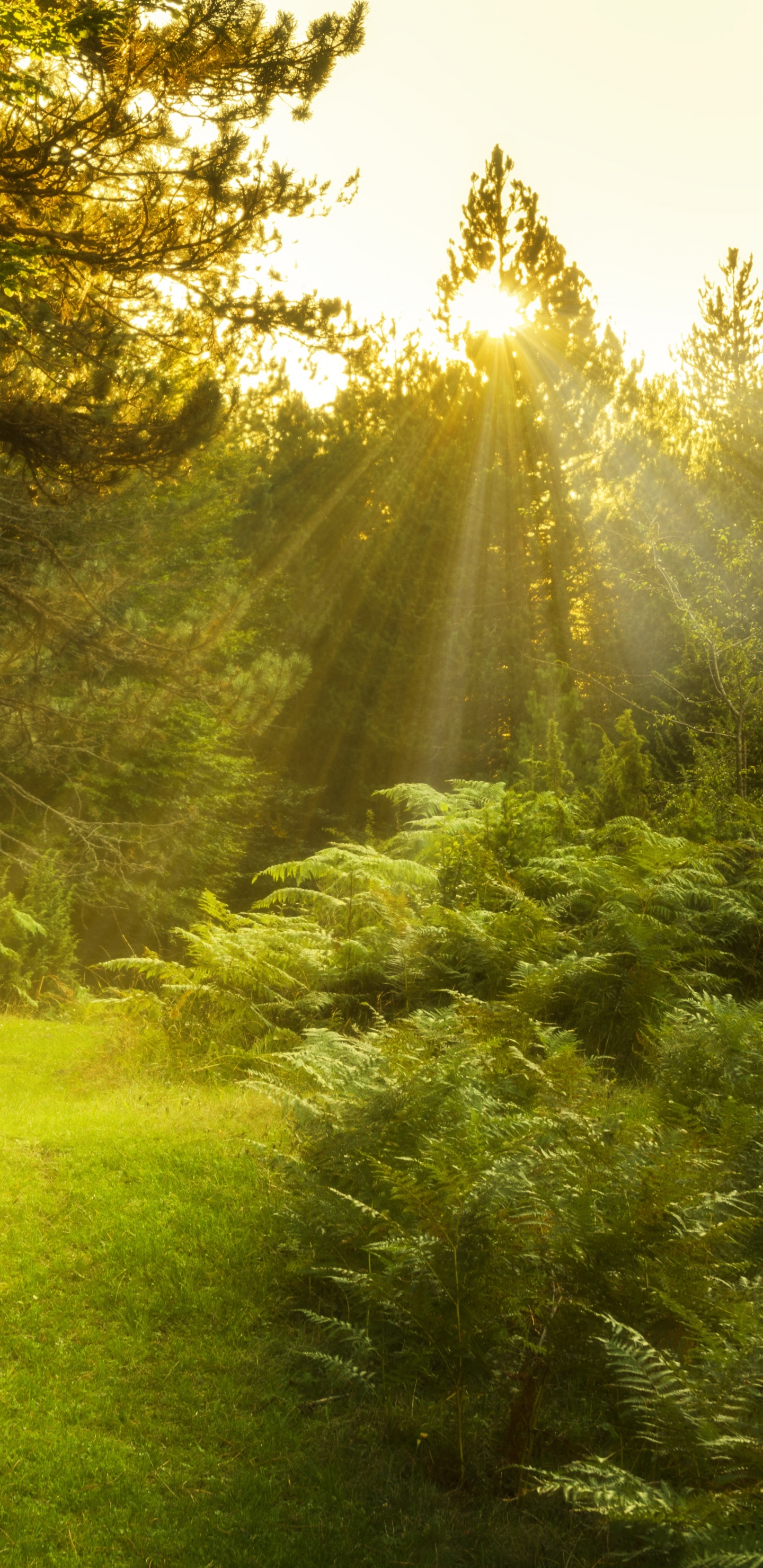 性质, 植被, 自然保护区, 森林, 草 壁纸 1440x2960 允许