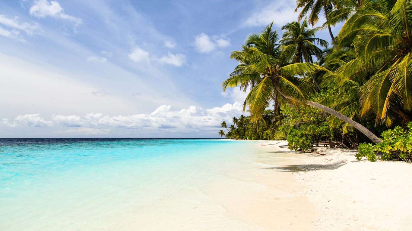 Green Palm Tree on White Sand Beach During Daytime. Wallpaper in 1366x768 Resolution