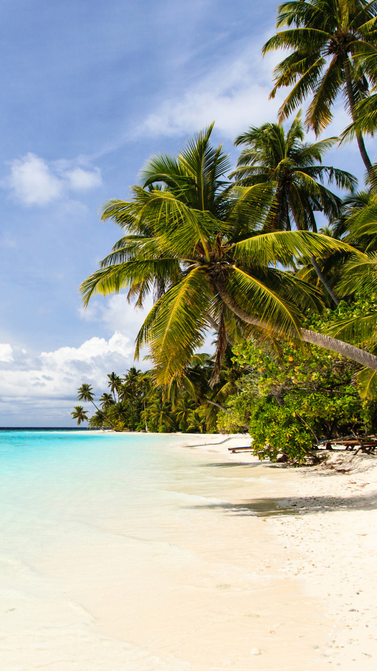 Green Palm Tree on White Sand Beach During Daytime. Wallpaper in 750x1334 Resolution