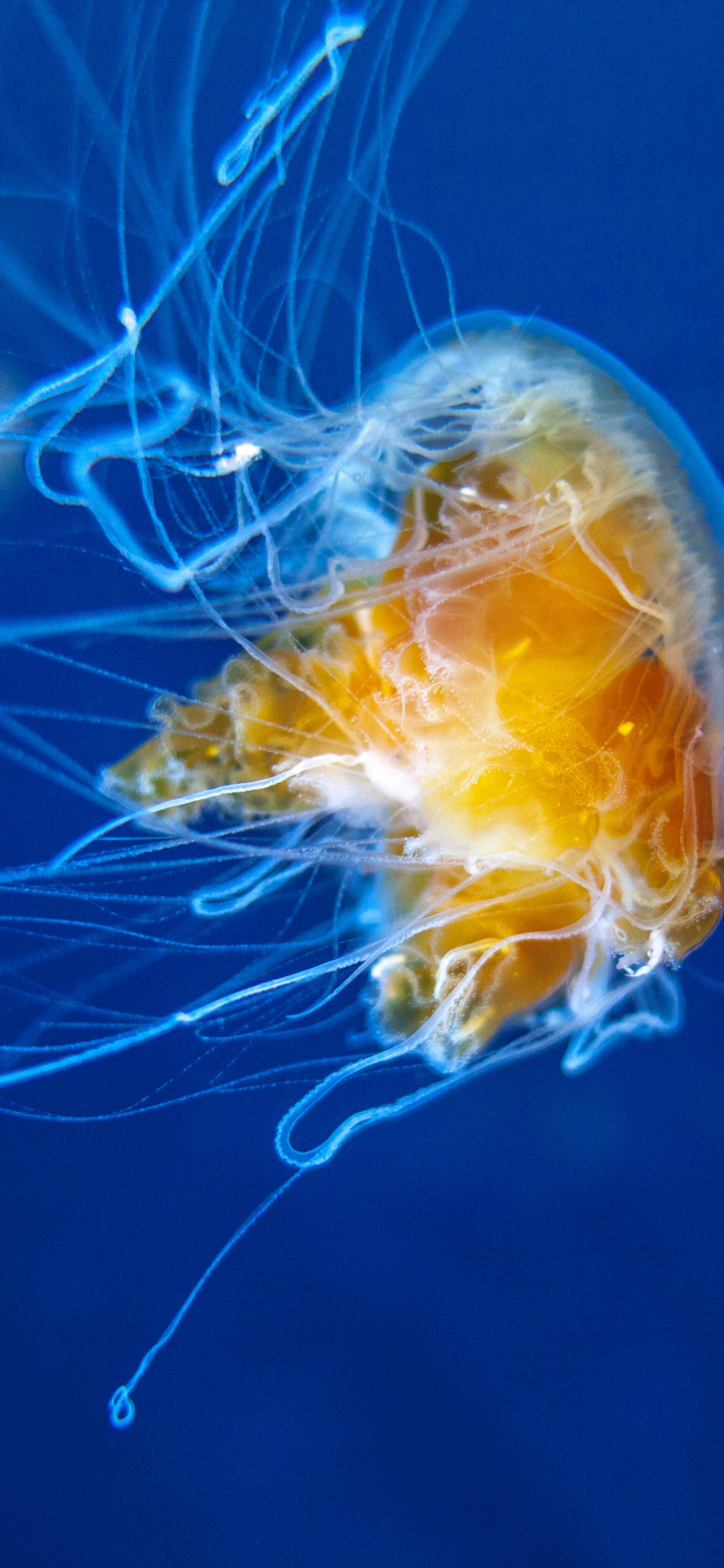 Yellow and White Jellyfish in Blue Water. Wallpaper in 1125x2436 Resolution