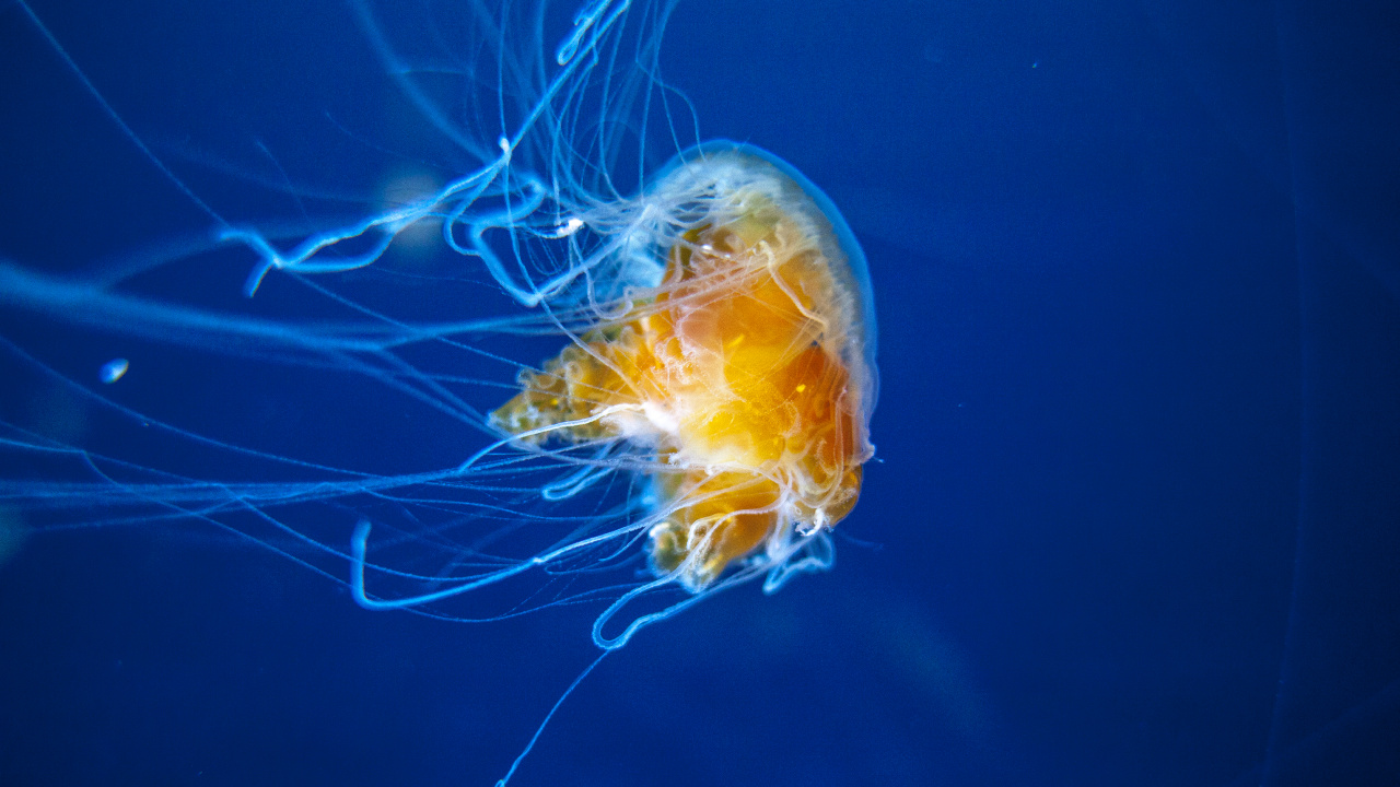 Yellow and White Jellyfish in Blue Water. Wallpaper in 1280x720 Resolution