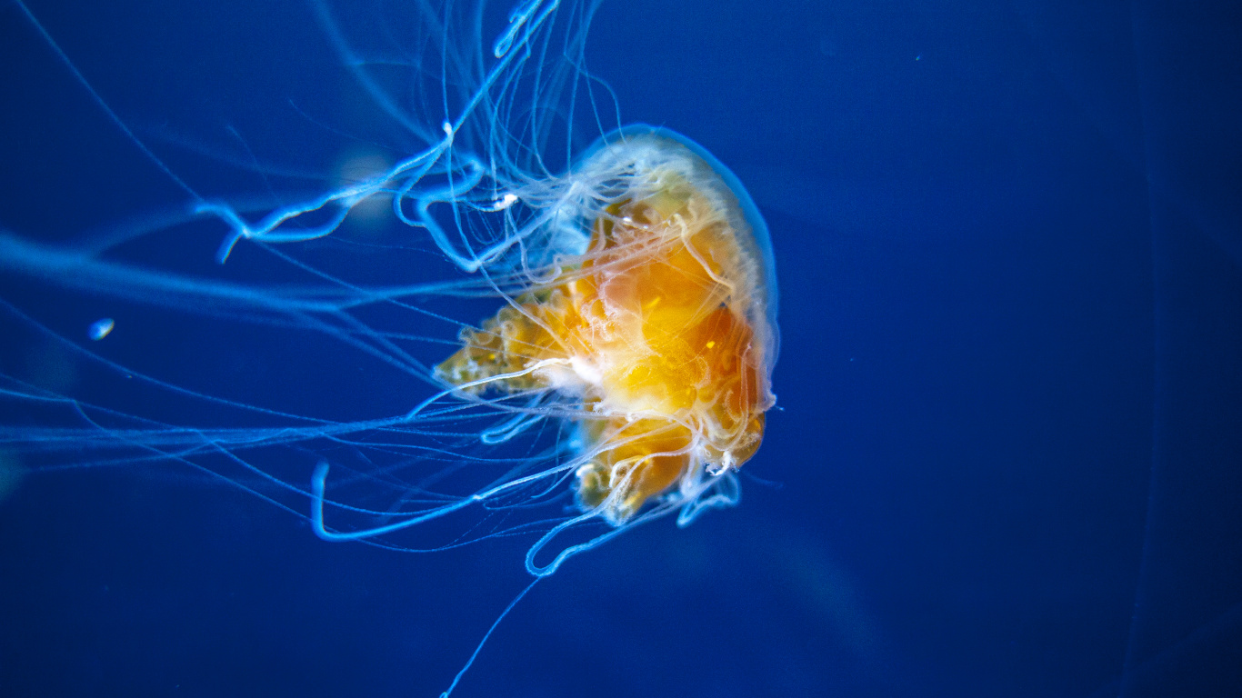Yellow and White Jellyfish in Blue Water. Wallpaper in 1366x768 Resolution