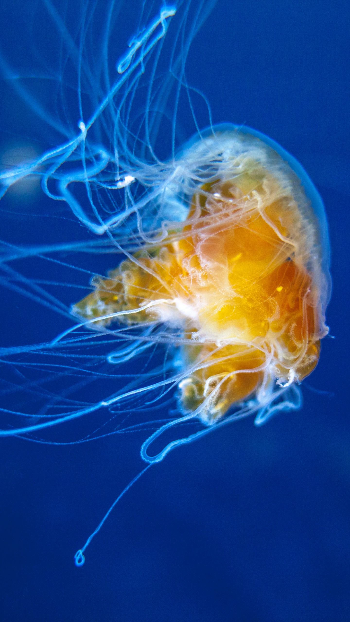 Yellow and White Jellyfish in Blue Water. Wallpaper in 1440x2560 Resolution