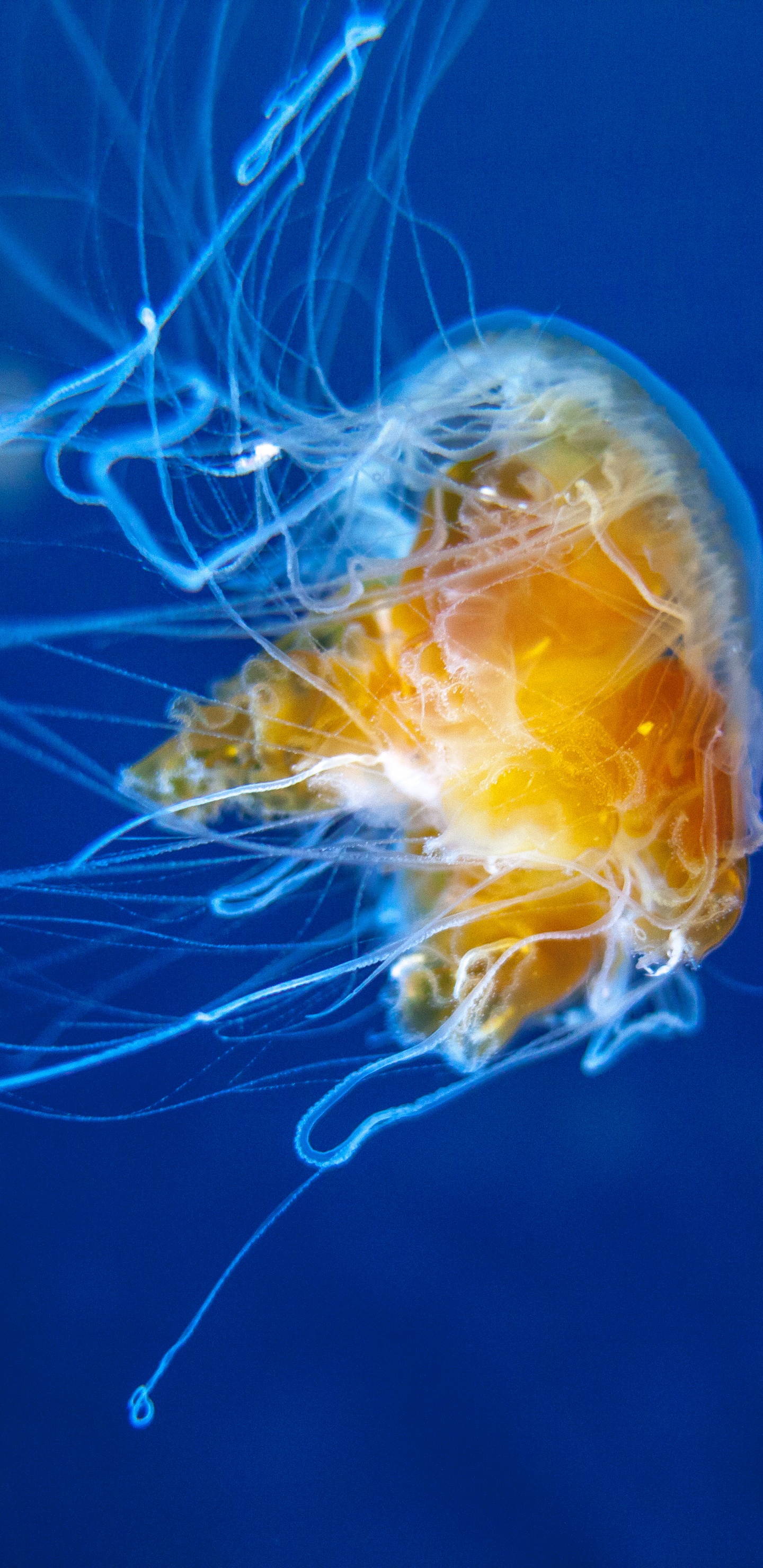 Yellow and White Jellyfish in Blue Water. Wallpaper in 1440x2960 Resolution