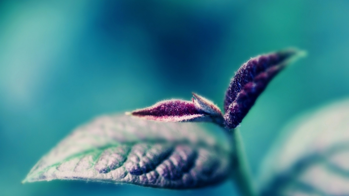 湿气, 植物干, 宏摄影 壁纸 1366x768 允许