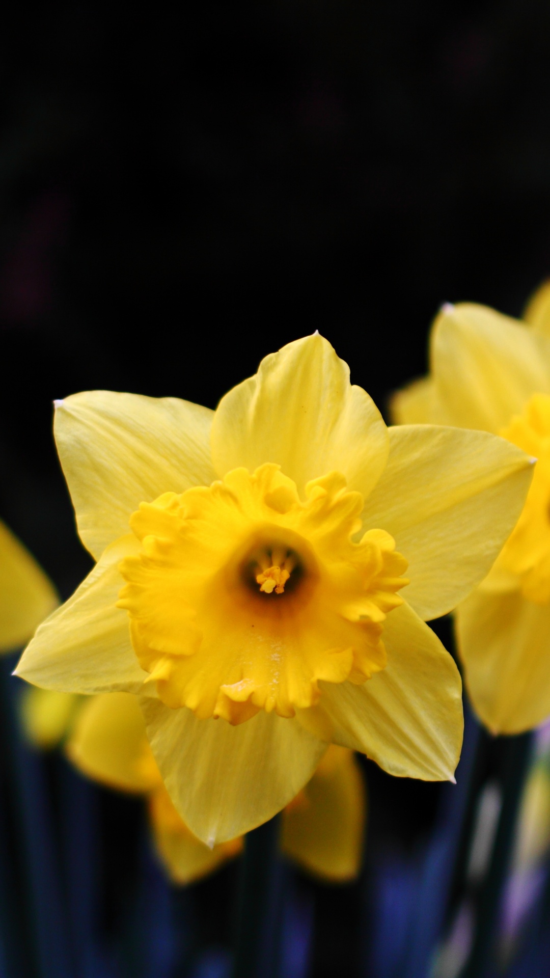 Yellow Daffodils in Bloom During Daytime. Wallpaper in 1080x1920 Resolution