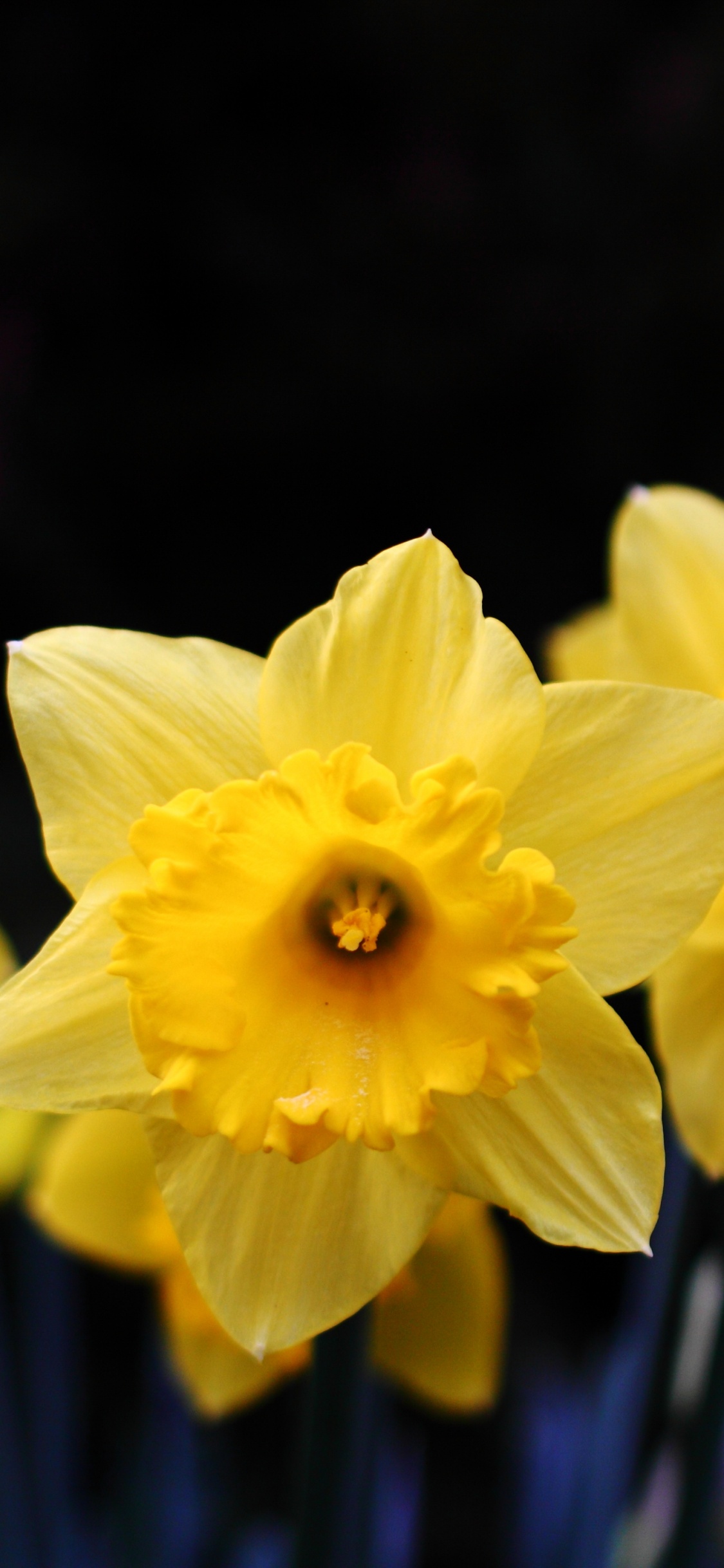 Yellow Daffodils in Bloom During Daytime. Wallpaper in 1125x2436 Resolution