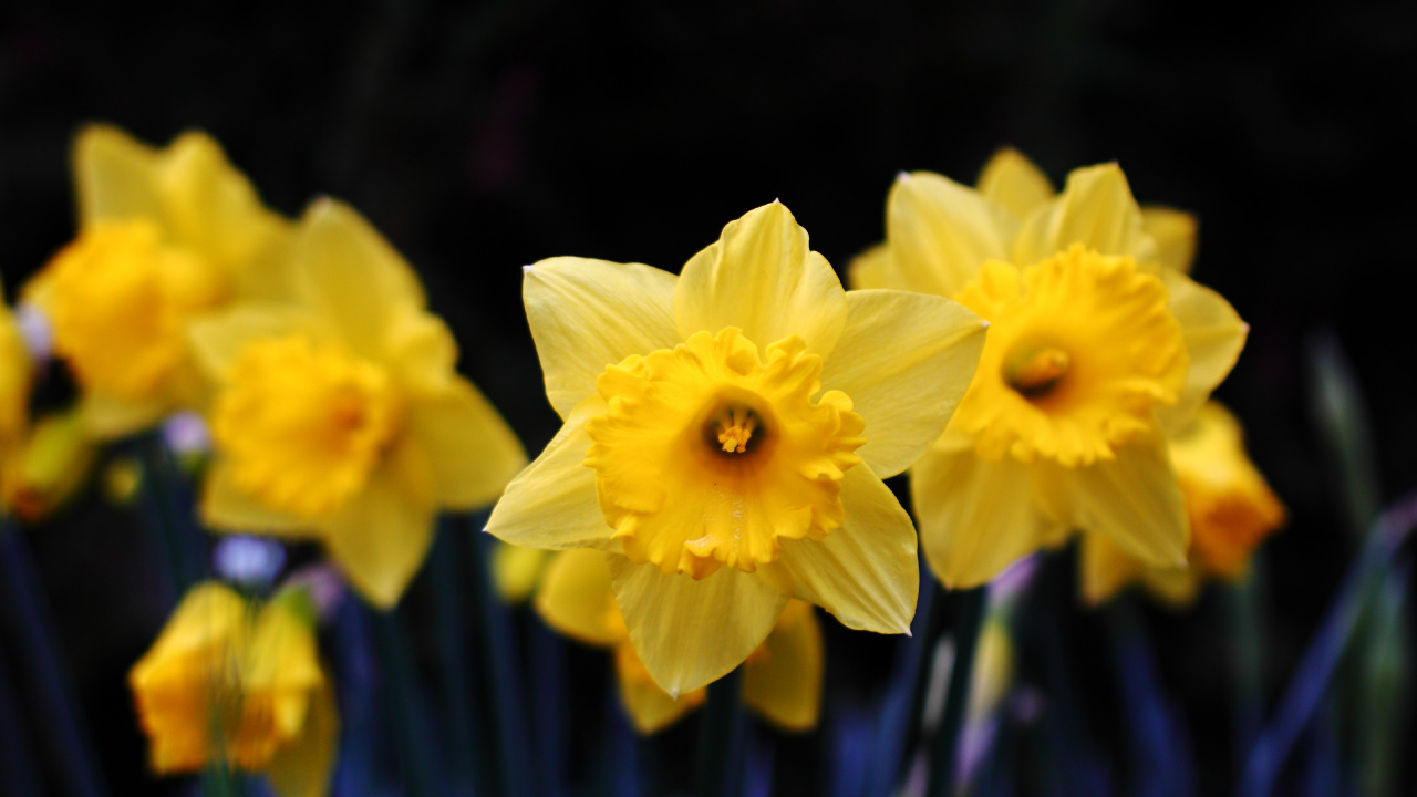 Yellow Daffodils in Bloom During Daytime. Wallpaper in 1280x720 Resolution