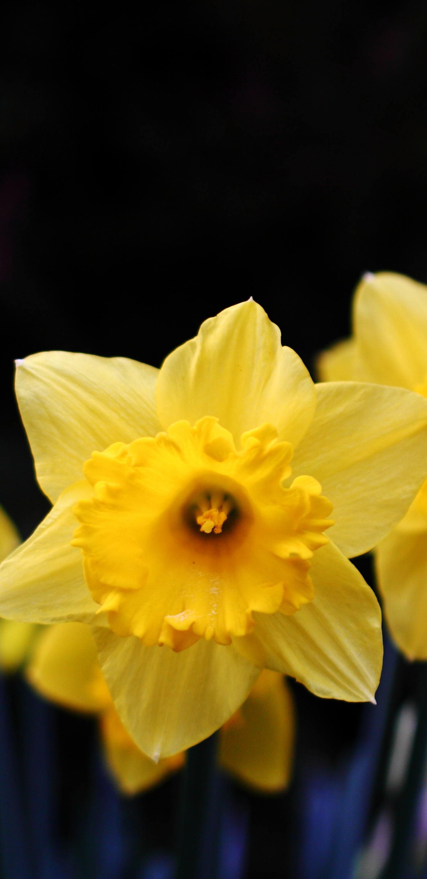 Narcisos Amarillos en Flor Durante el Día. Wallpaper in 1440x2960 Resolution