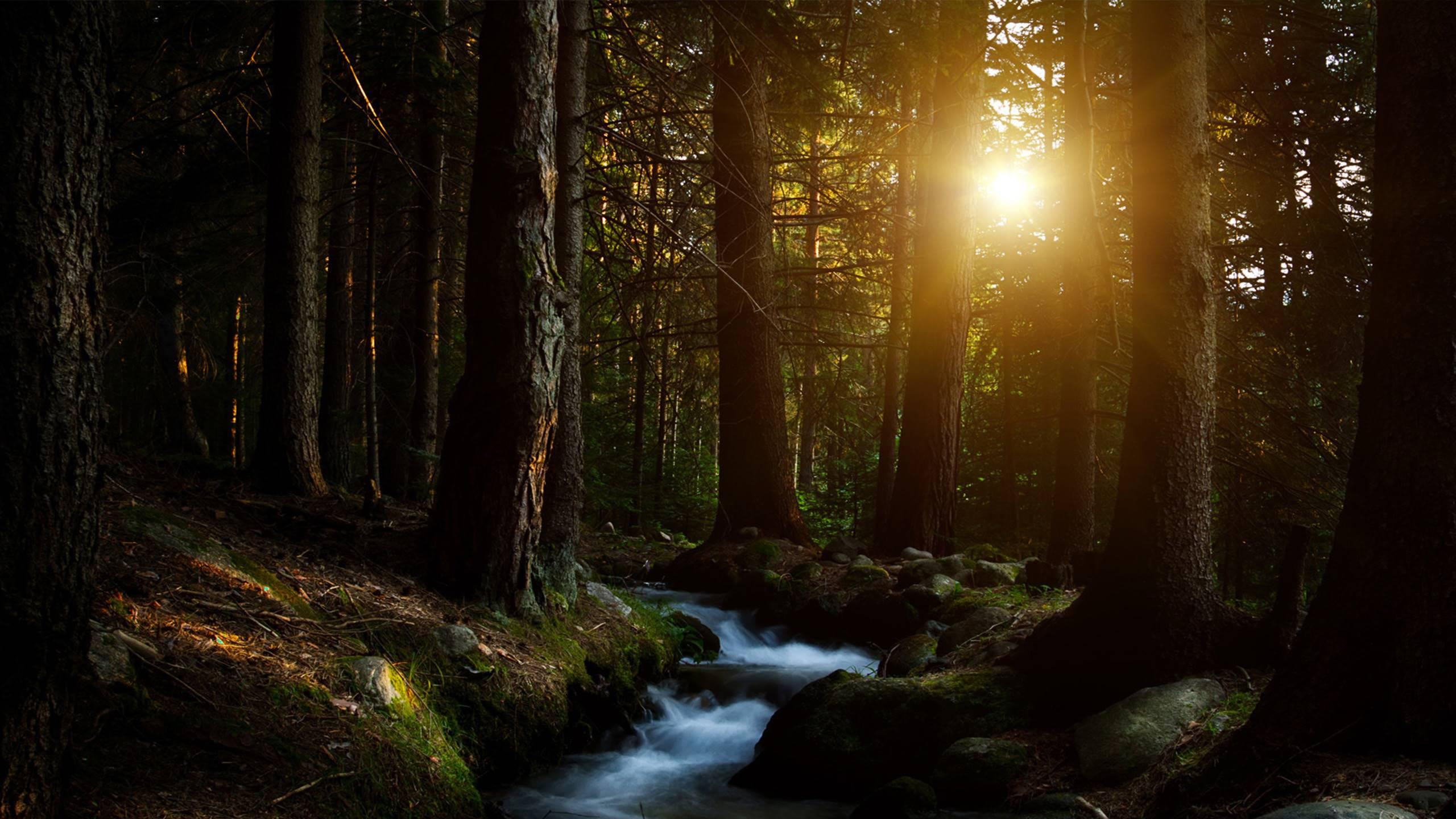 Río en el Bosque Durante la Puesta de Sol. Wallpaper in 2560x1440 Resolution