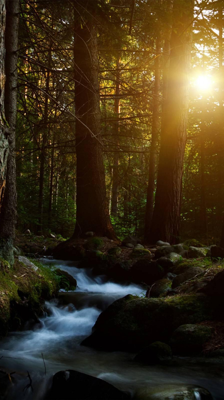 Rivière Dans Les Bois au Coucher du Soleil. Wallpaper in 750x1334 Resolution