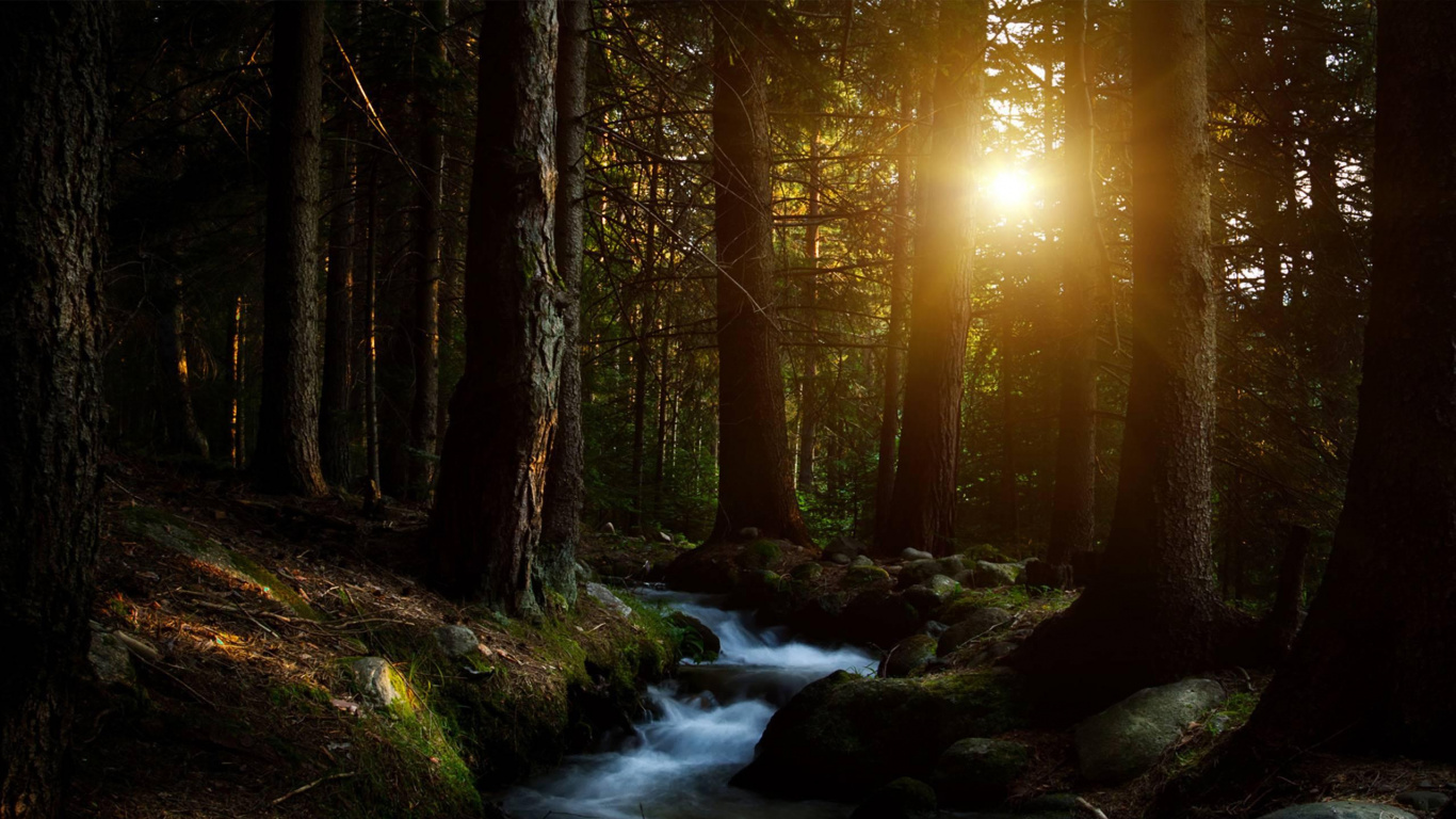 River in The Woods During Sunset. Wallpaper in 1366x768 Resolution