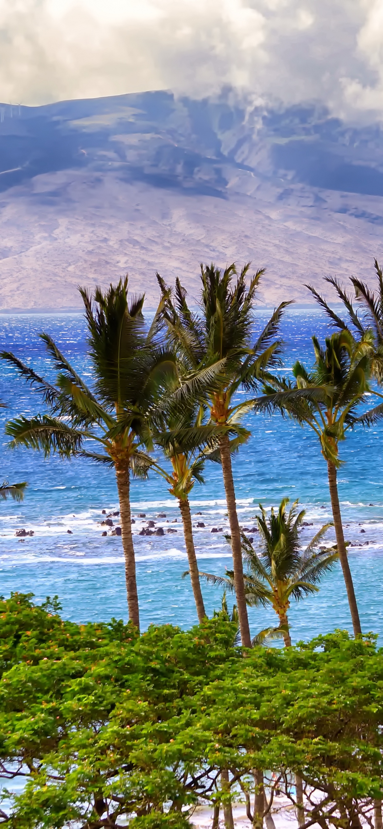 Green Palm Trees on Seashore During Daytime. Wallpaper in 1242x2688 Resolution
