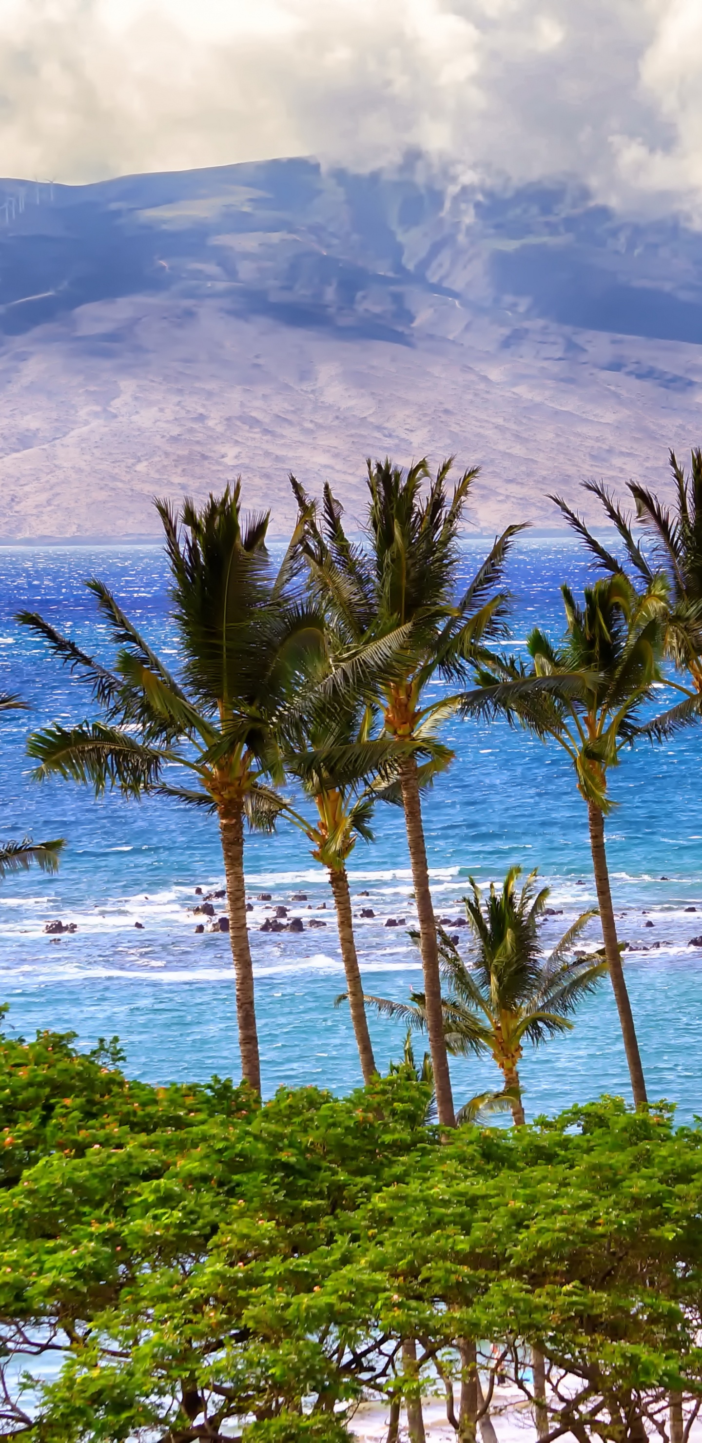 Green Palm Trees on Seashore During Daytime. Wallpaper in 1440x2960 Resolution
