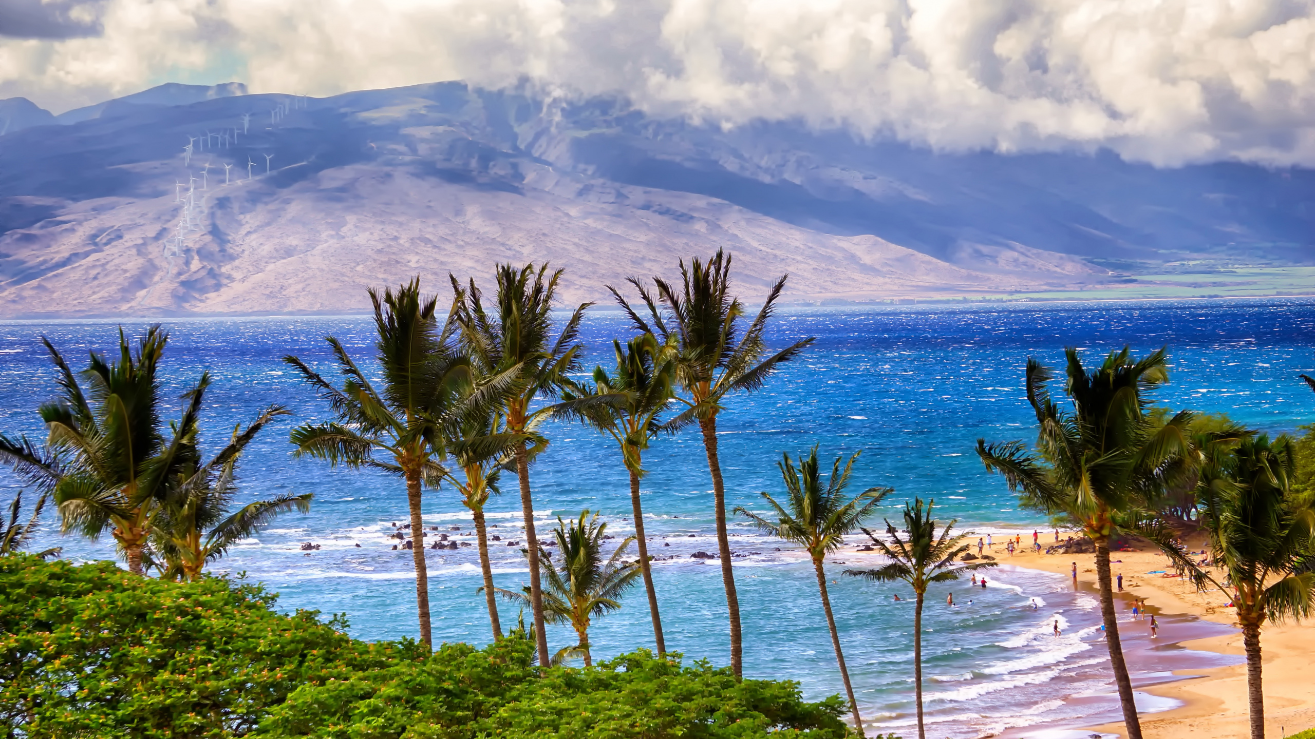 Green Palm Trees on Seashore During Daytime. Wallpaper in 2560x1440 Resolution