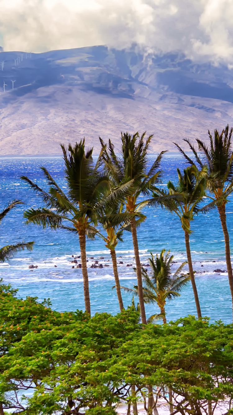 Green Palm Trees on Seashore During Daytime. Wallpaper in 750x1334 Resolution