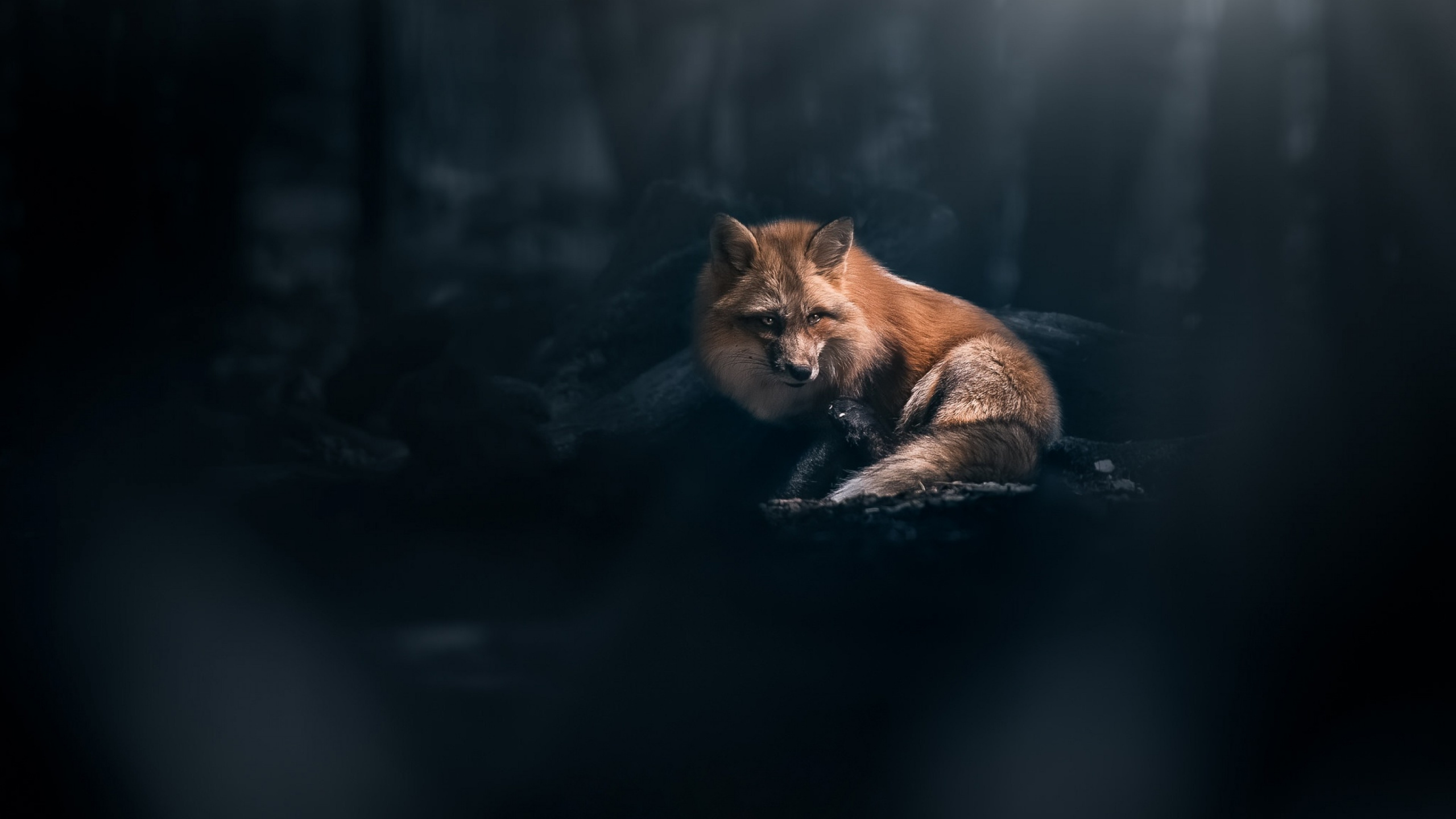 Fox, Fox Dark, Red Fox, Gray Fox, Carnivore. Wallpaper in 2560x1440 Resolution