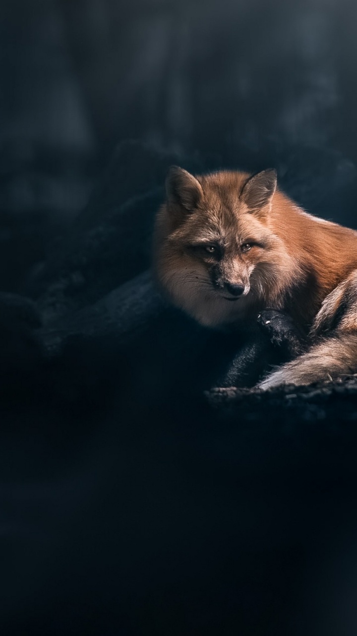 Fox, Fox Dark, Red Fox, Gray Fox, Carnivore. Wallpaper in 720x1280 Resolution