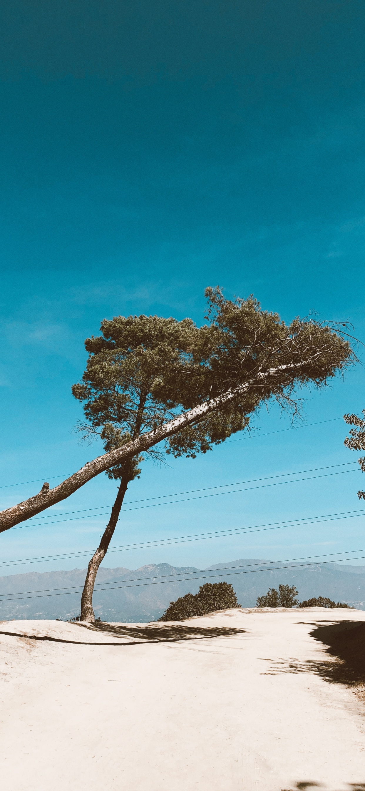 Branch, Holz, Sand, Azure, Stamm. Wallpaper in 1242x2688 Resolution