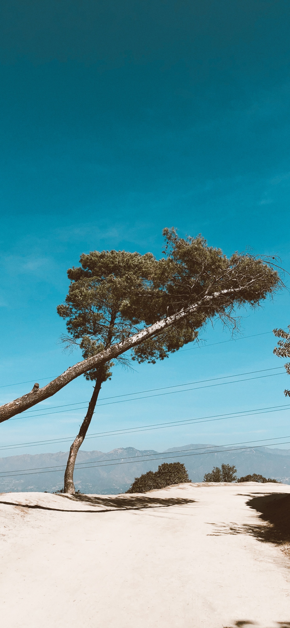 Branch, Wood, Landscape, Sand, Azure. Wallpaper in 1125x2436 Resolution