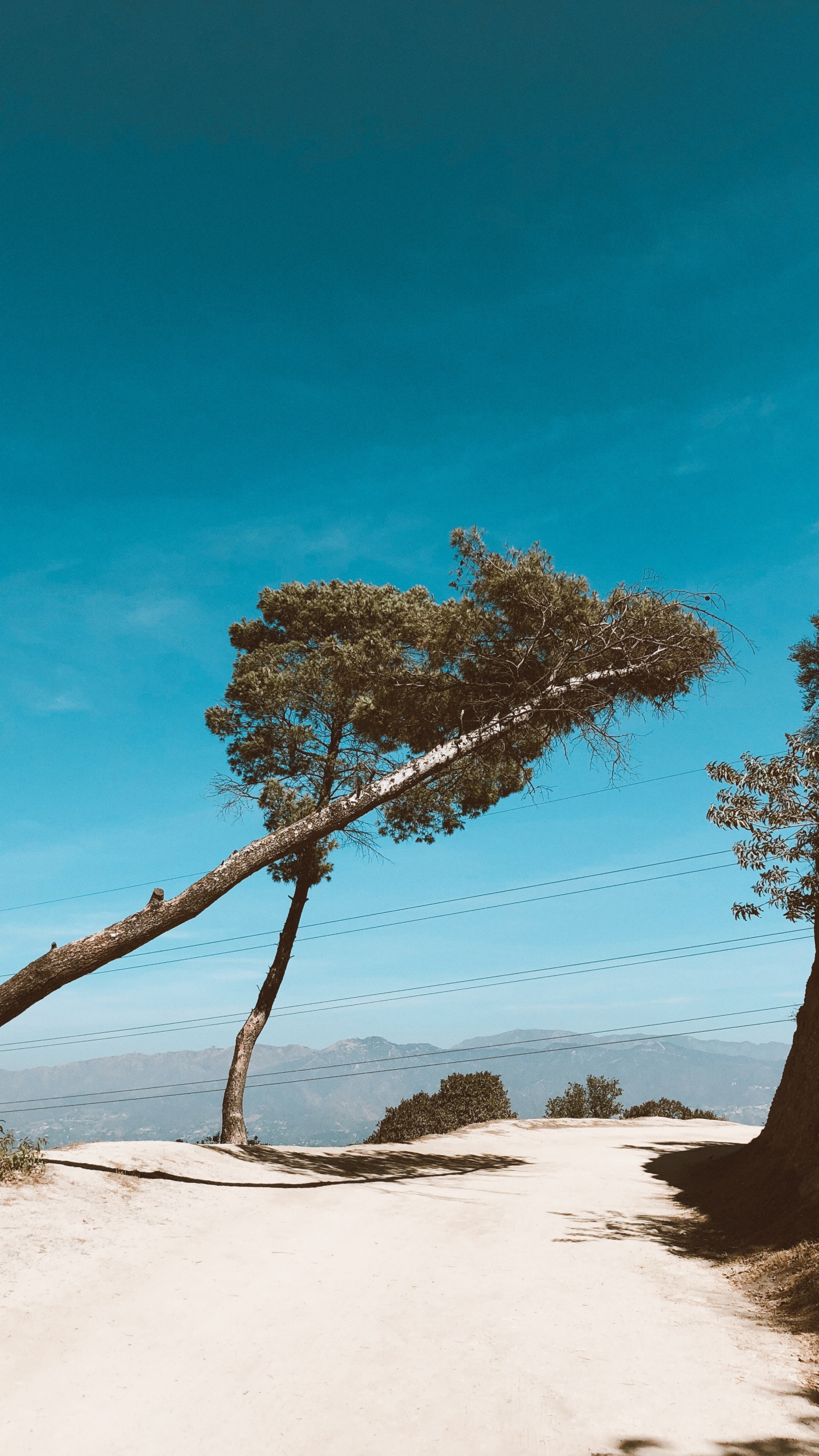 Branch, Wood, Landscape, Sand, Azure. Wallpaper in 1440x2560 Resolution