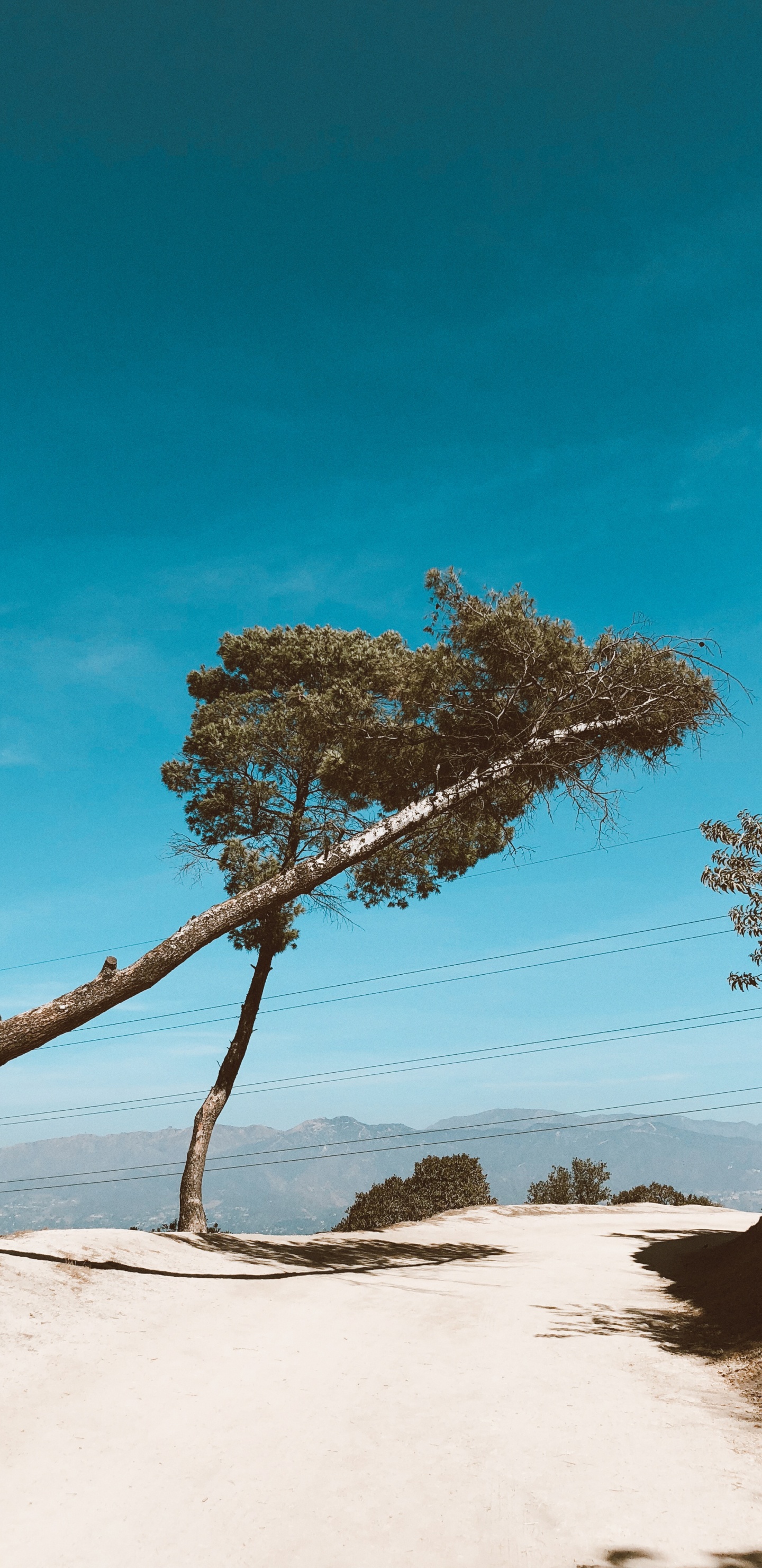 Branch, Wood, Landscape, Sand, Azure. Wallpaper in 1440x2960 Resolution