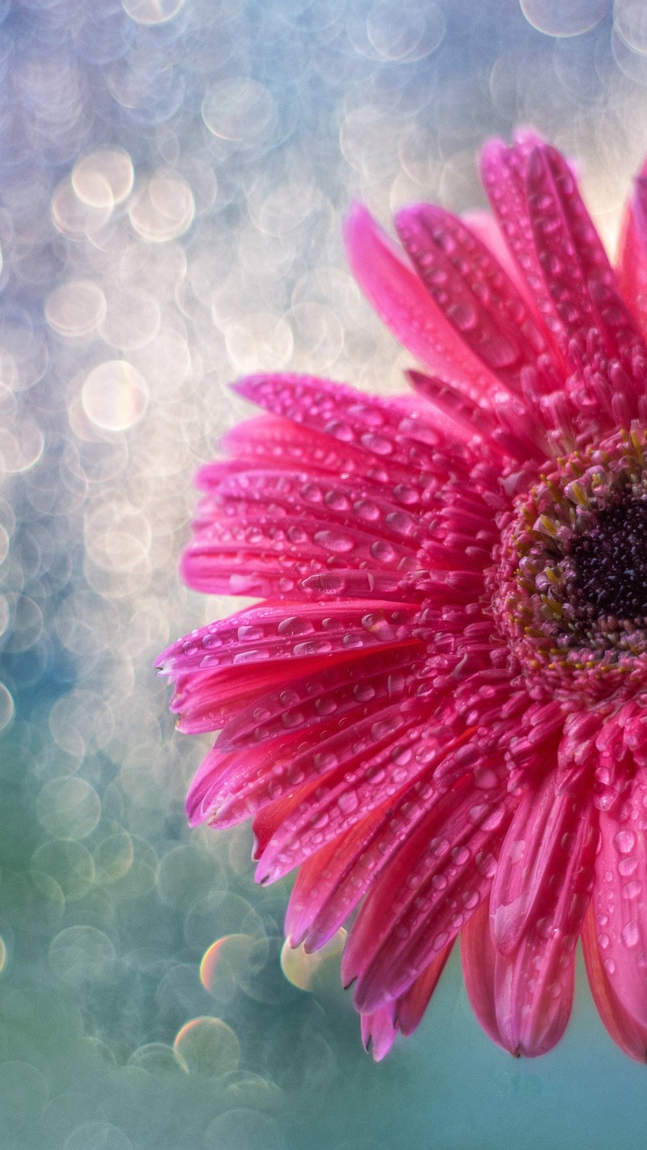 Flower, Plant, Water, Petal, Artificial Flower. Wallpaper in 720x1280 Resolution