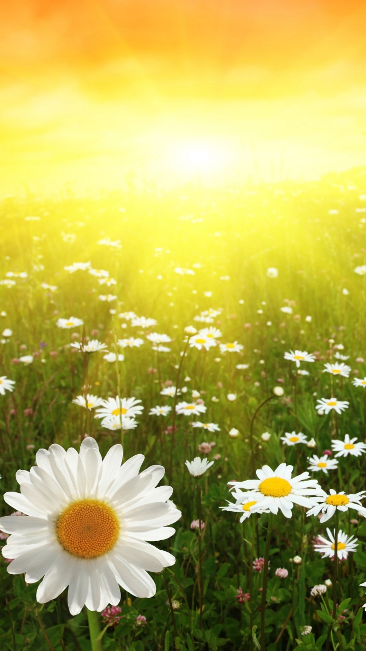 Oxeye菊花, 草地上, 手持设备, 阳光, 野花 壁纸 720x1280 允许