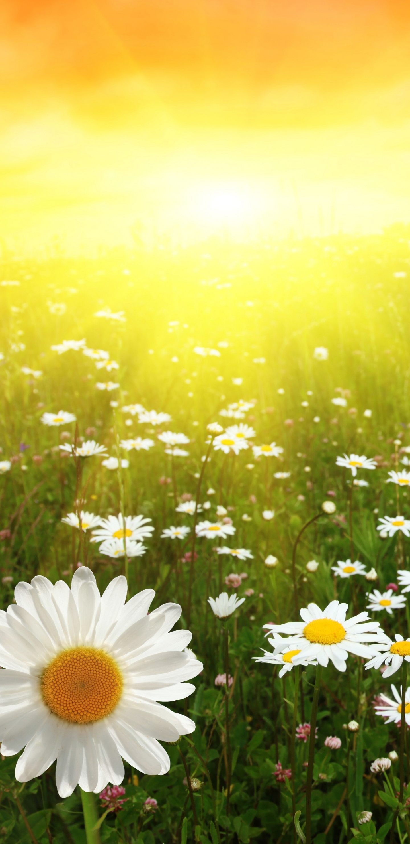 Marguerites Blanches Sur Terrain D'herbe Verte Pendant la Journée. Wallpaper in 1440x2960 Resolution